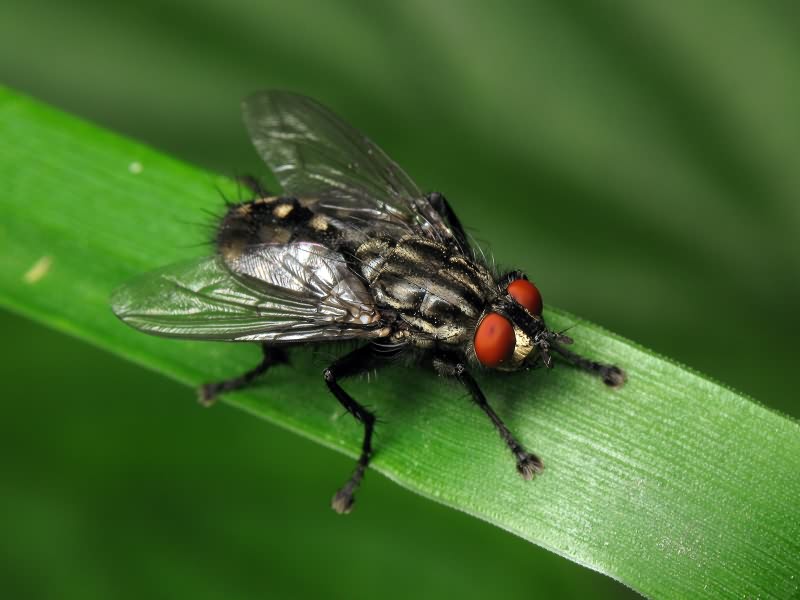 (?) Sarcophagidae